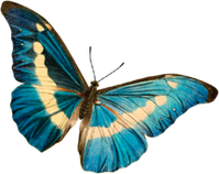 butterlfy on the left handside of the page