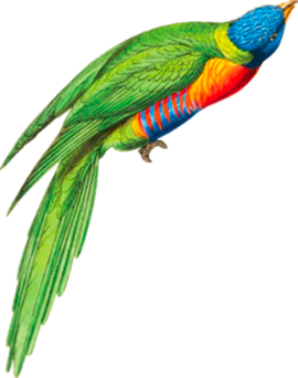 tropical bird