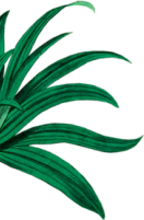 leaf background image 2
