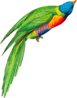 bird sitting on section left handside of page