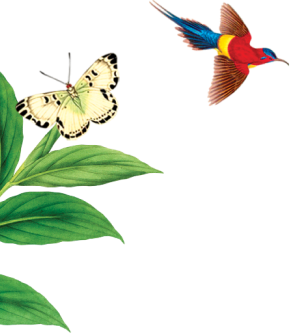 bird flying from butterfly
