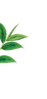 background image 1